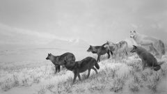 Alaskan Wolves – Hiroshi Sugimoto, Japan, Animal, Landscape, black and white