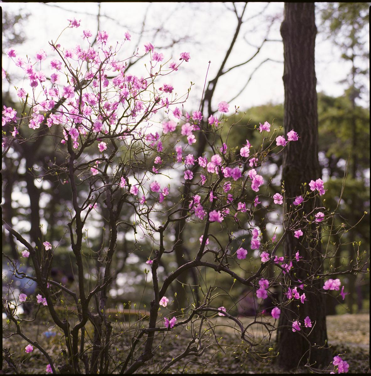 Hiroshi Watanabe Color Photograph – Frühlings Frühlingsblüten, Moranbong Park, Nordkorea