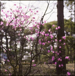 Frühlings Frühlingsblüten, Moranbong Park, Nordkorea