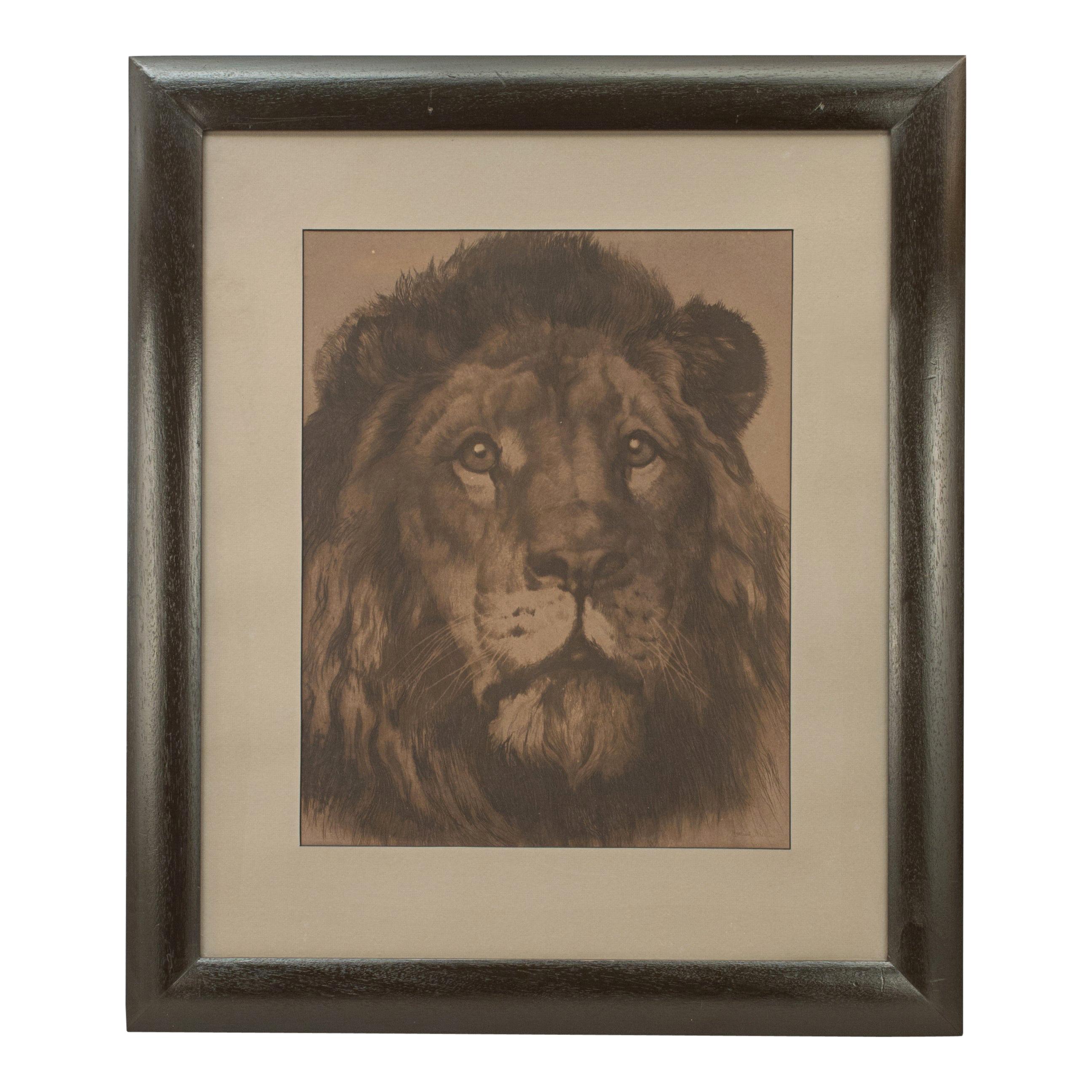 'His Majesty', Lion Portrait by Herbert Dicksee
