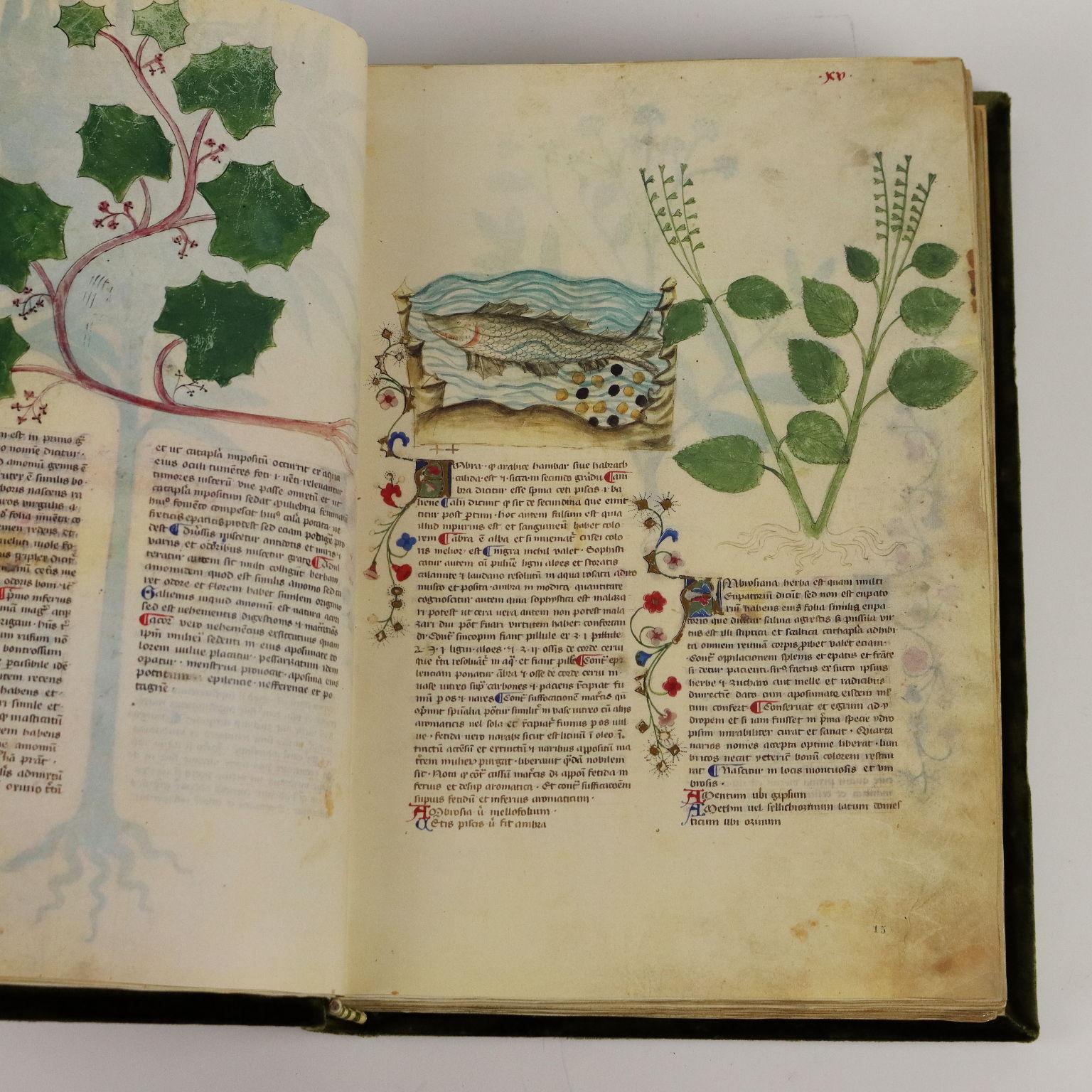 Historia Plantarum Biblioteca Casanatense Ms 459 en Excelente estado para la venta en Milano, IT