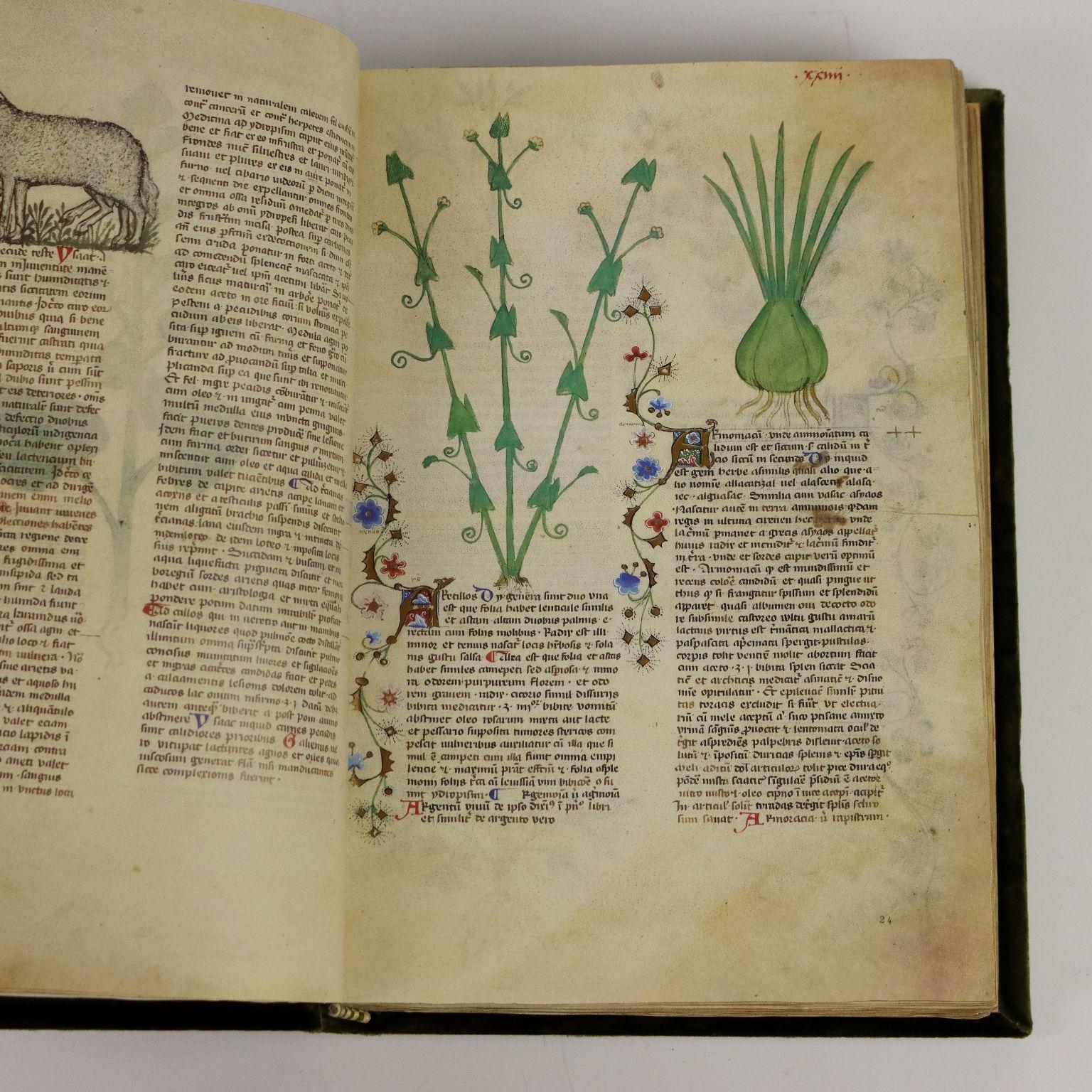 Historia Plantarum Biblioteca Casanatense Ms 459 Contemporáneo en venta