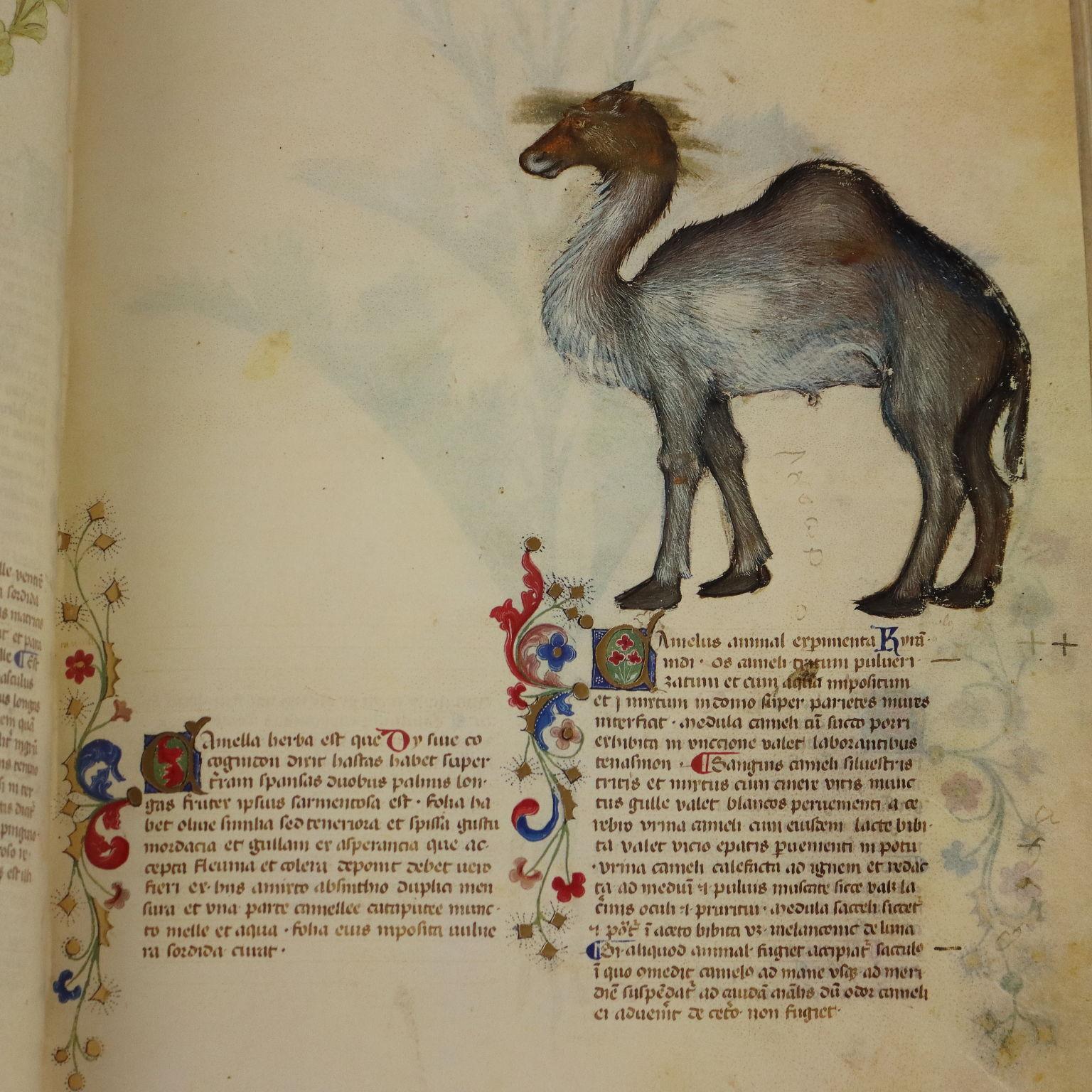 Historia Plantarum Biblioteca Casanatense Ms 459 Terciopelo en venta