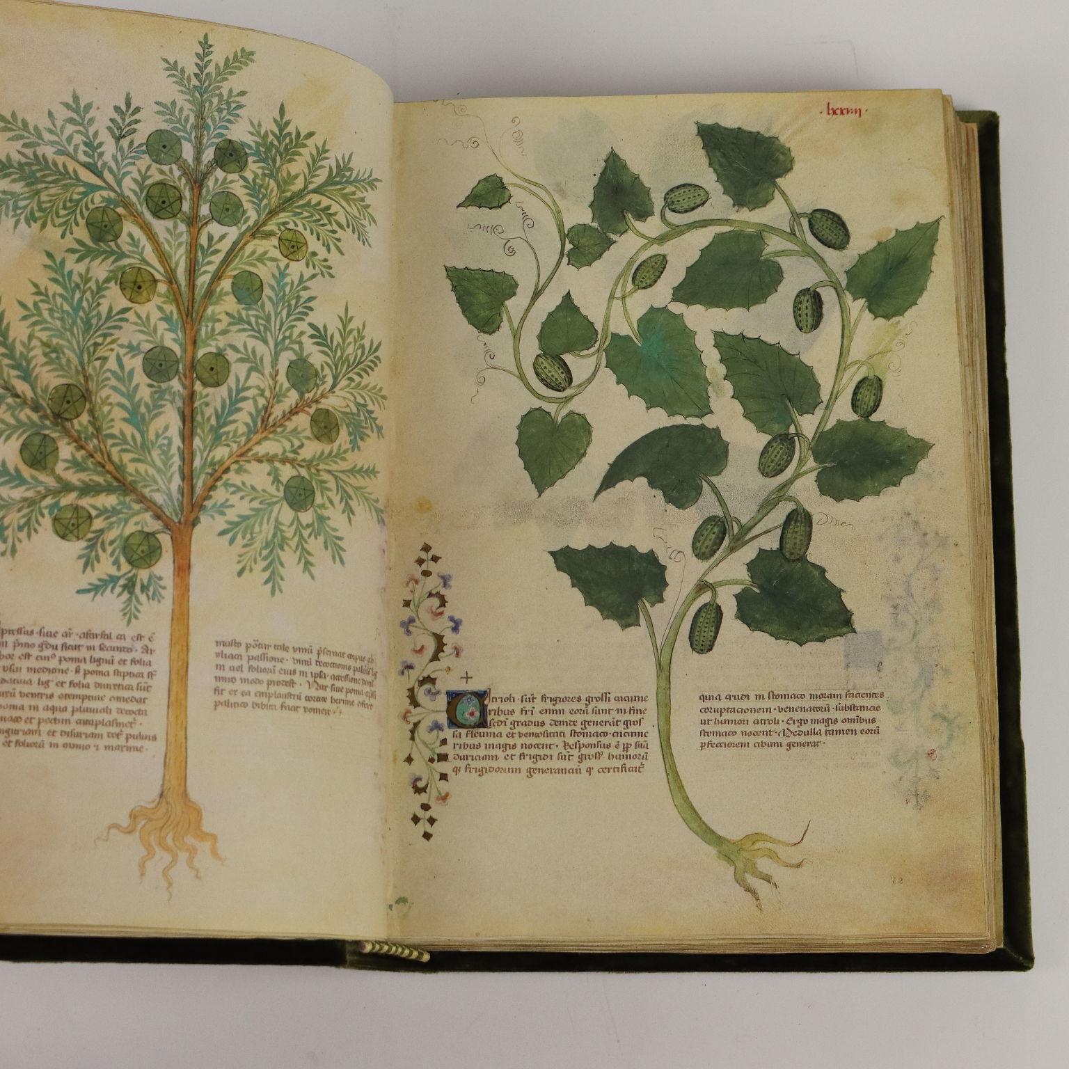 Historia Plantarum Biblioteca Casanatense Ms 459 en venta 1