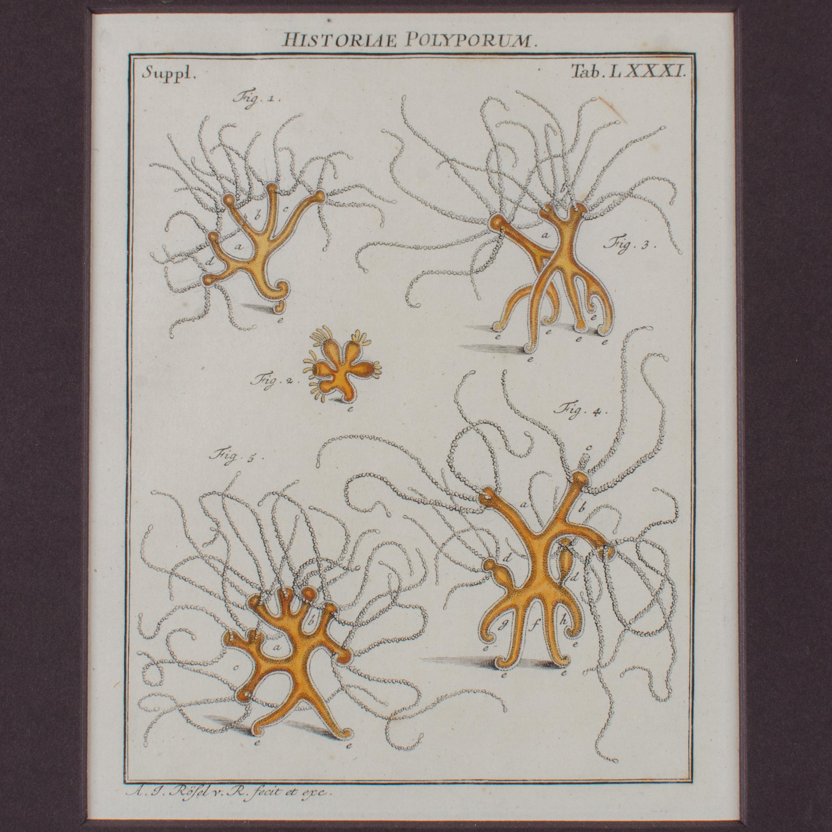 Historiae Polyporum von Rösel von Rosenhof ca. 1765- Ein Paar im Zustand „Gut“ im Angebot in Savannah, GA
