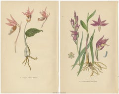 Historic Orchids: A 1904 Catalogue Illustration