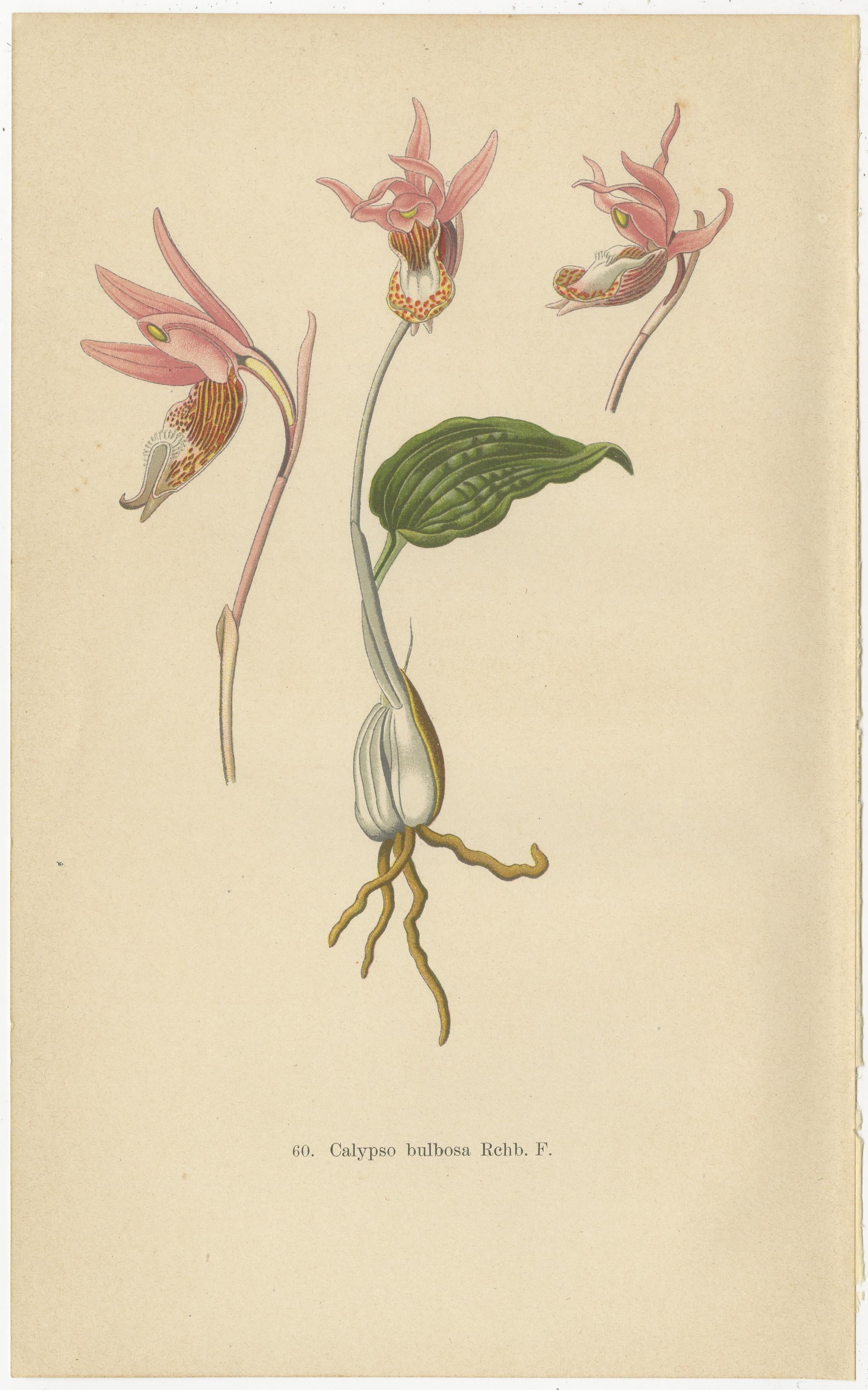 Historic Orchids: A 1904 Catalogue Illustration In Good Condition For Sale In Langweer, NL