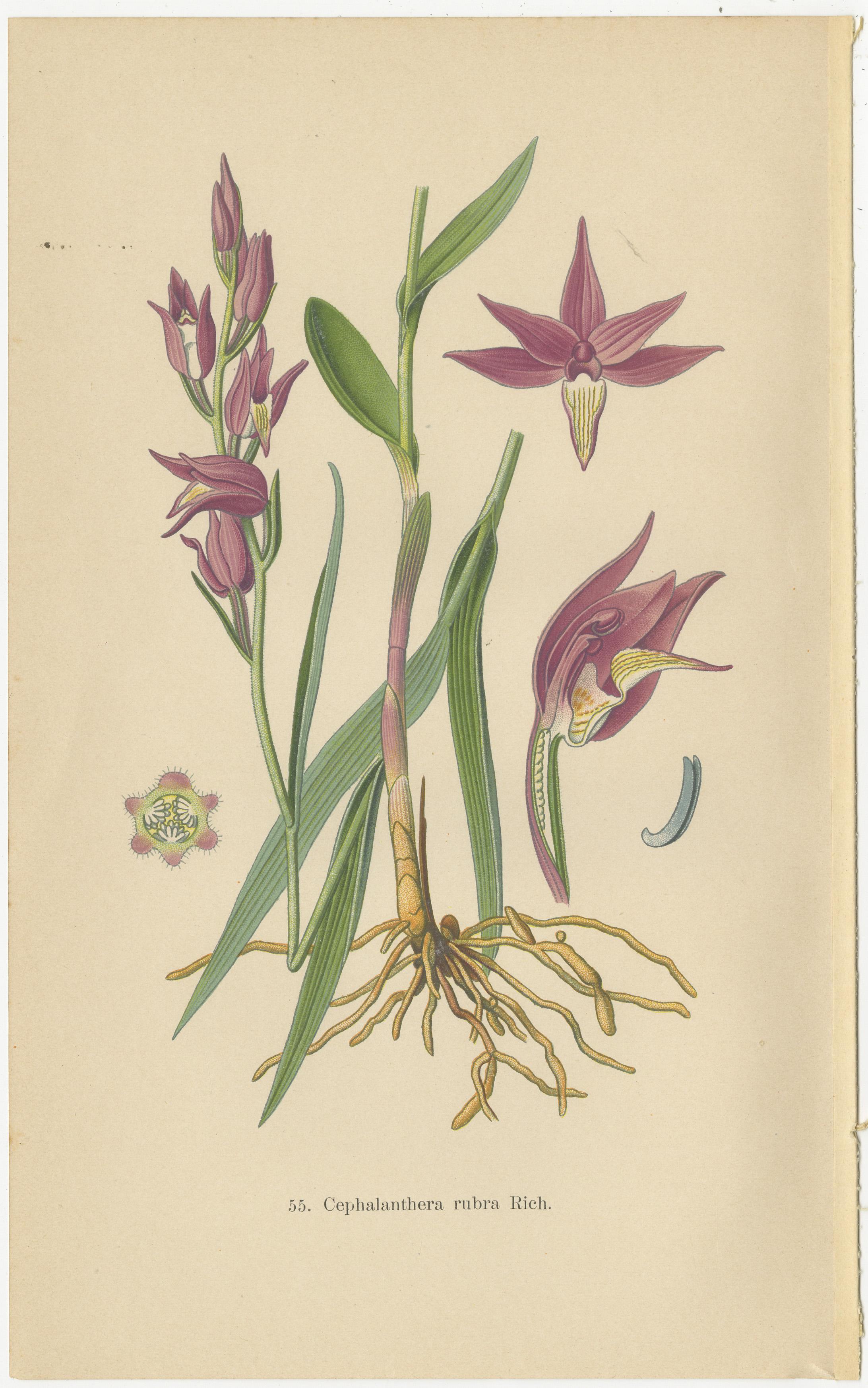 Early 20th Century Historic Orchids: A 1904 Catalogue Illustration For Sale