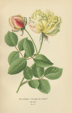Historic Roses: A Victorian Botanical Showcase, 1896