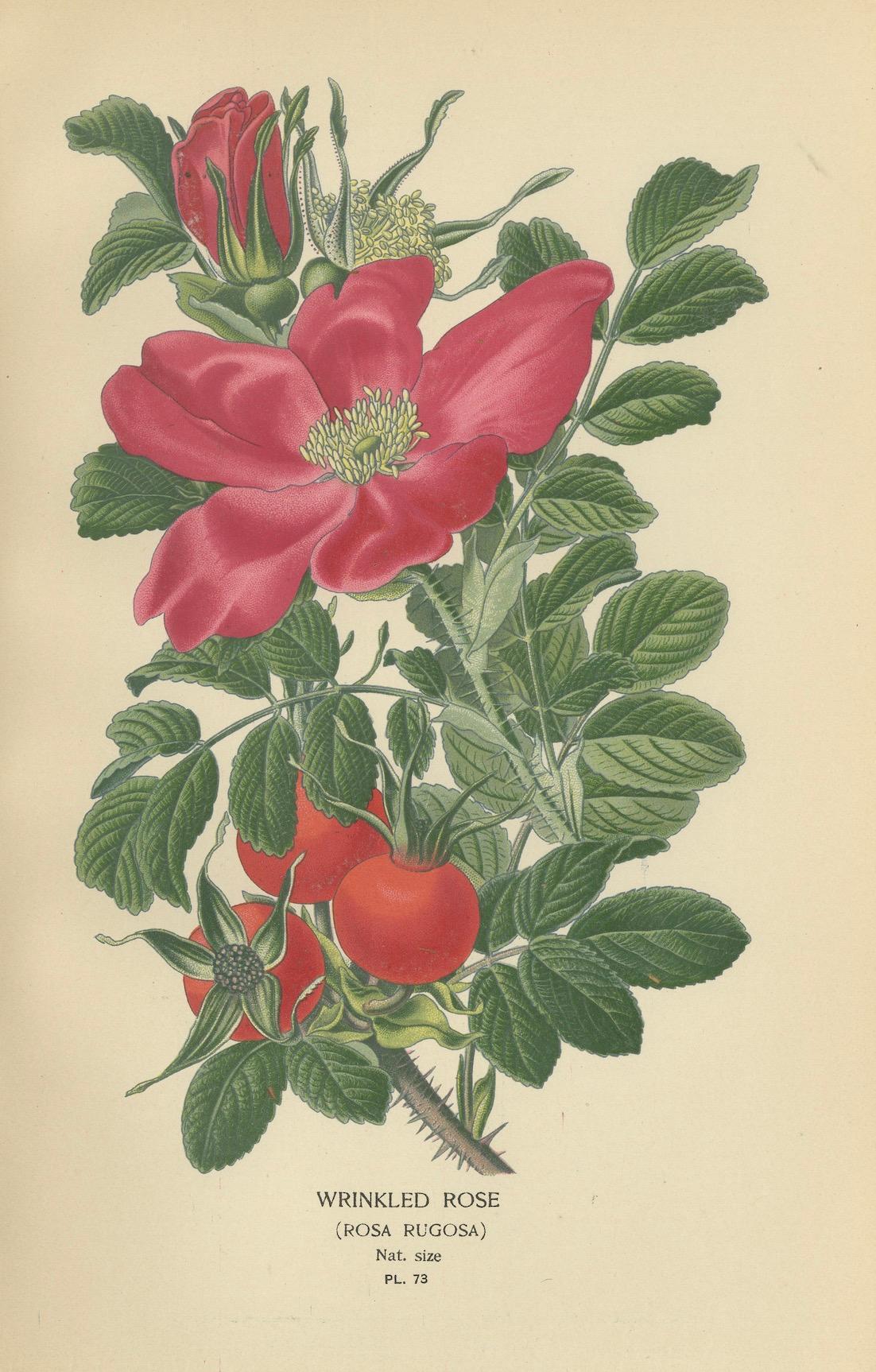 Historic Roses: A Victorian Botanical Showcase, 1896 In Good Condition For Sale In Langweer, NL