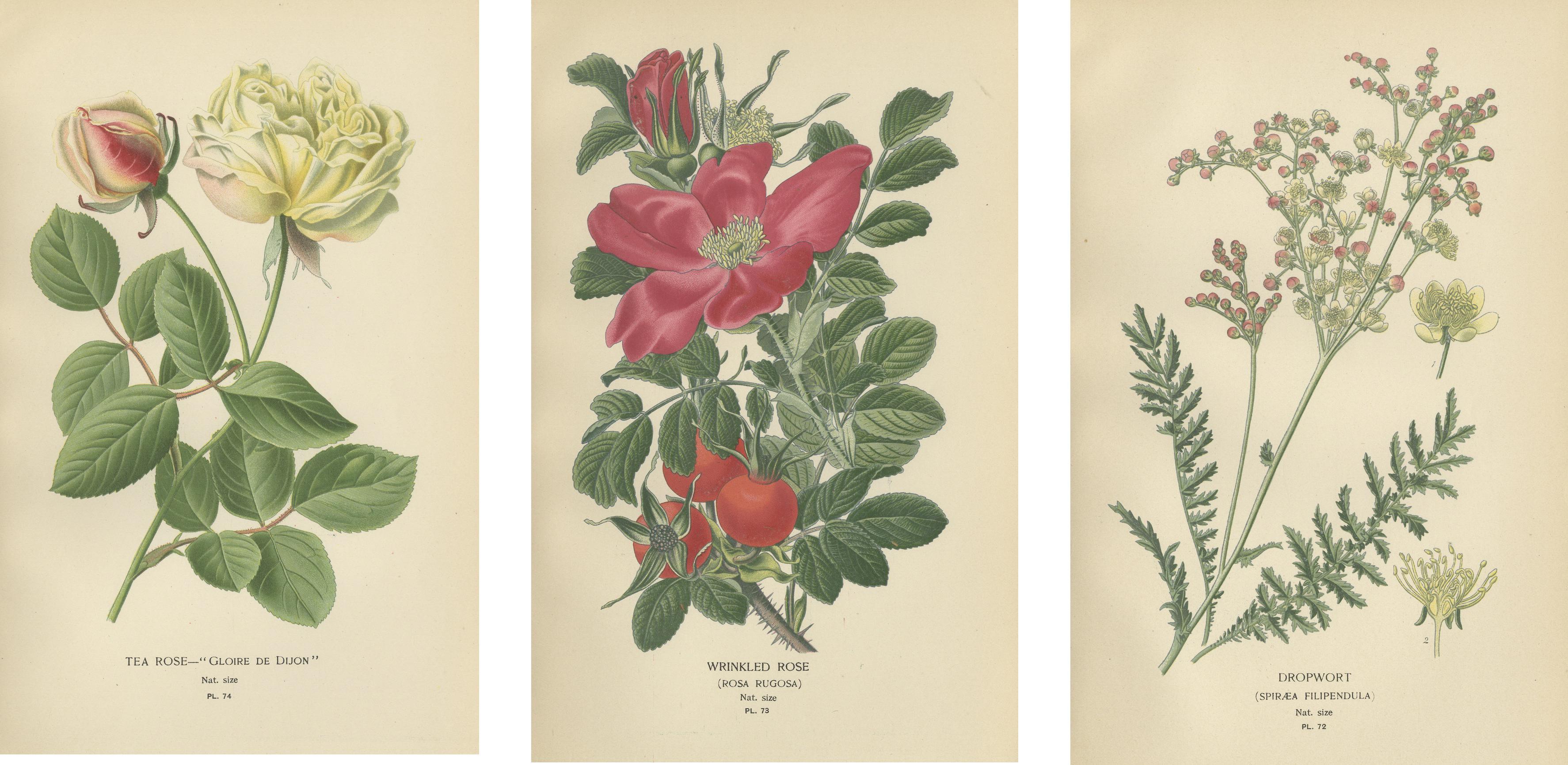 Paper Historic Roses: A Victorian Botanical Showcase, 1896 For Sale