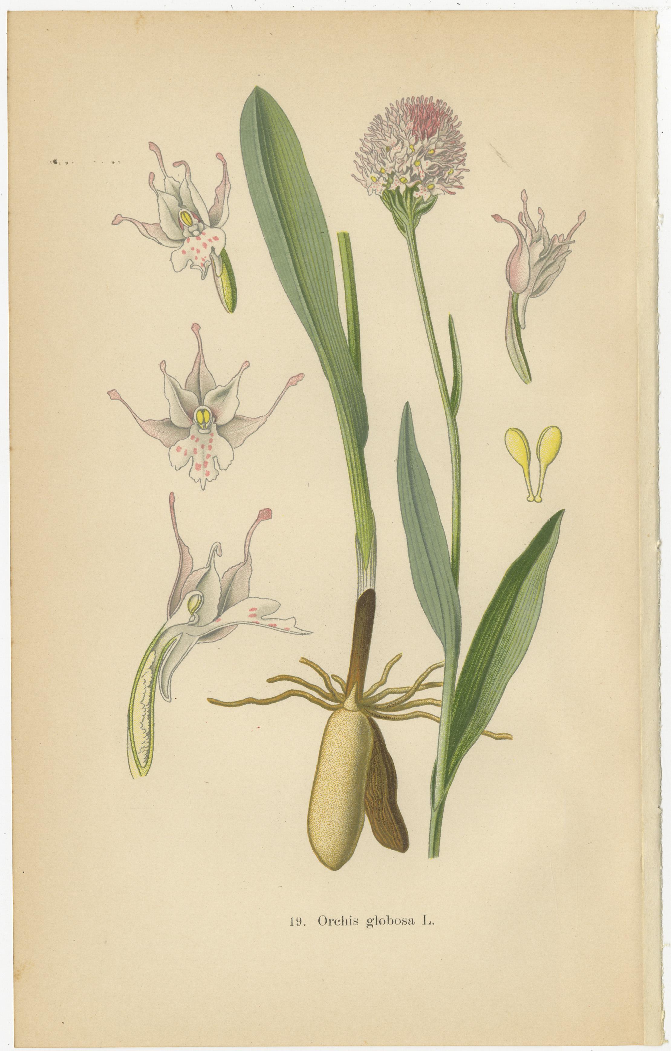 In this collage are two botanical illustrations from Walter Müller's esteemed 1904 work, detailing the orchid species of Germany and its environs. 

The first print showcases 