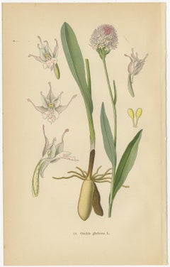 Historical Flora: Orchids of 1904 in Art and Science