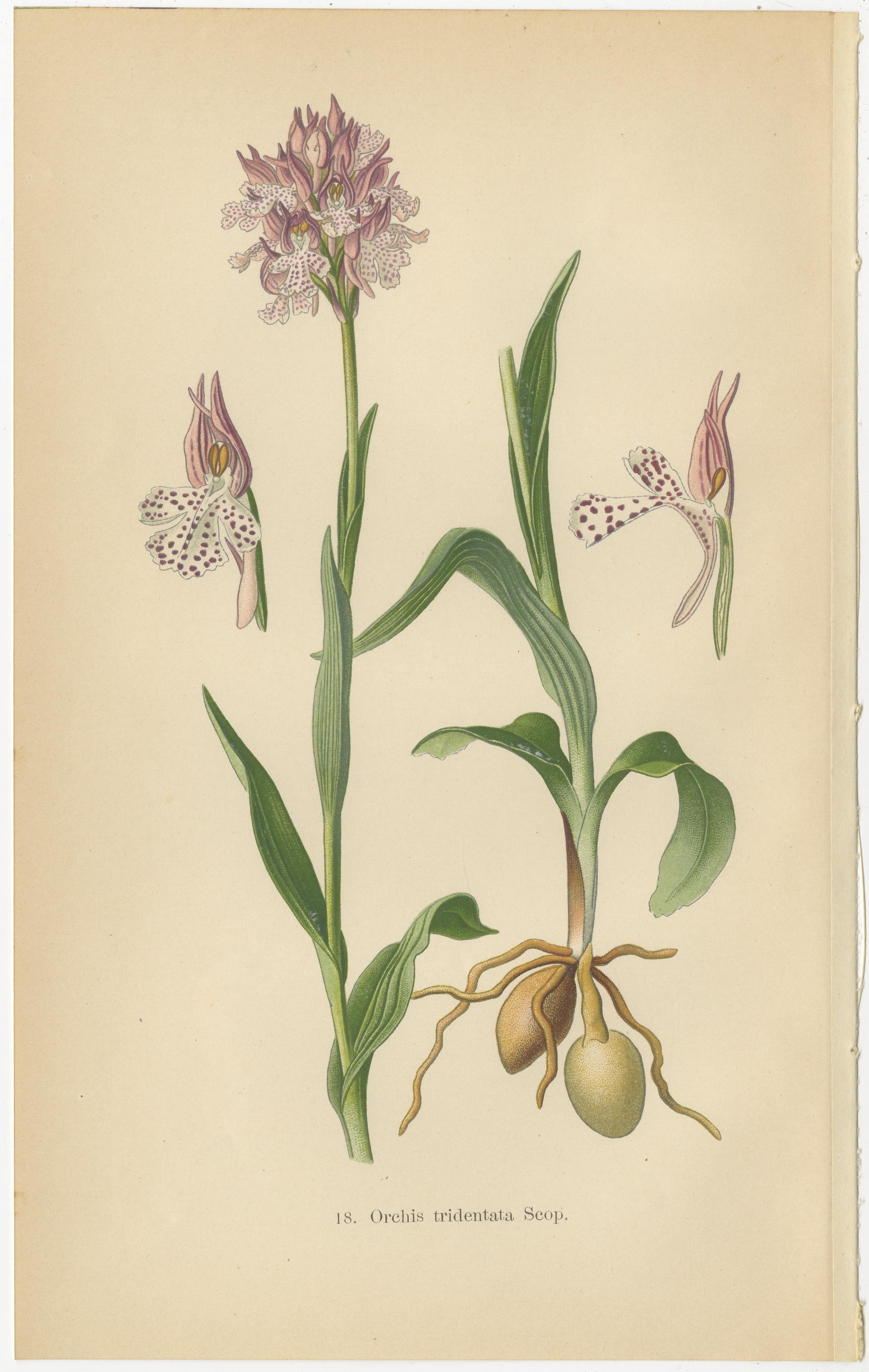 Historical Flora: Orchids of 1904 in Art and Science In Good Condition For Sale In Langweer, NL