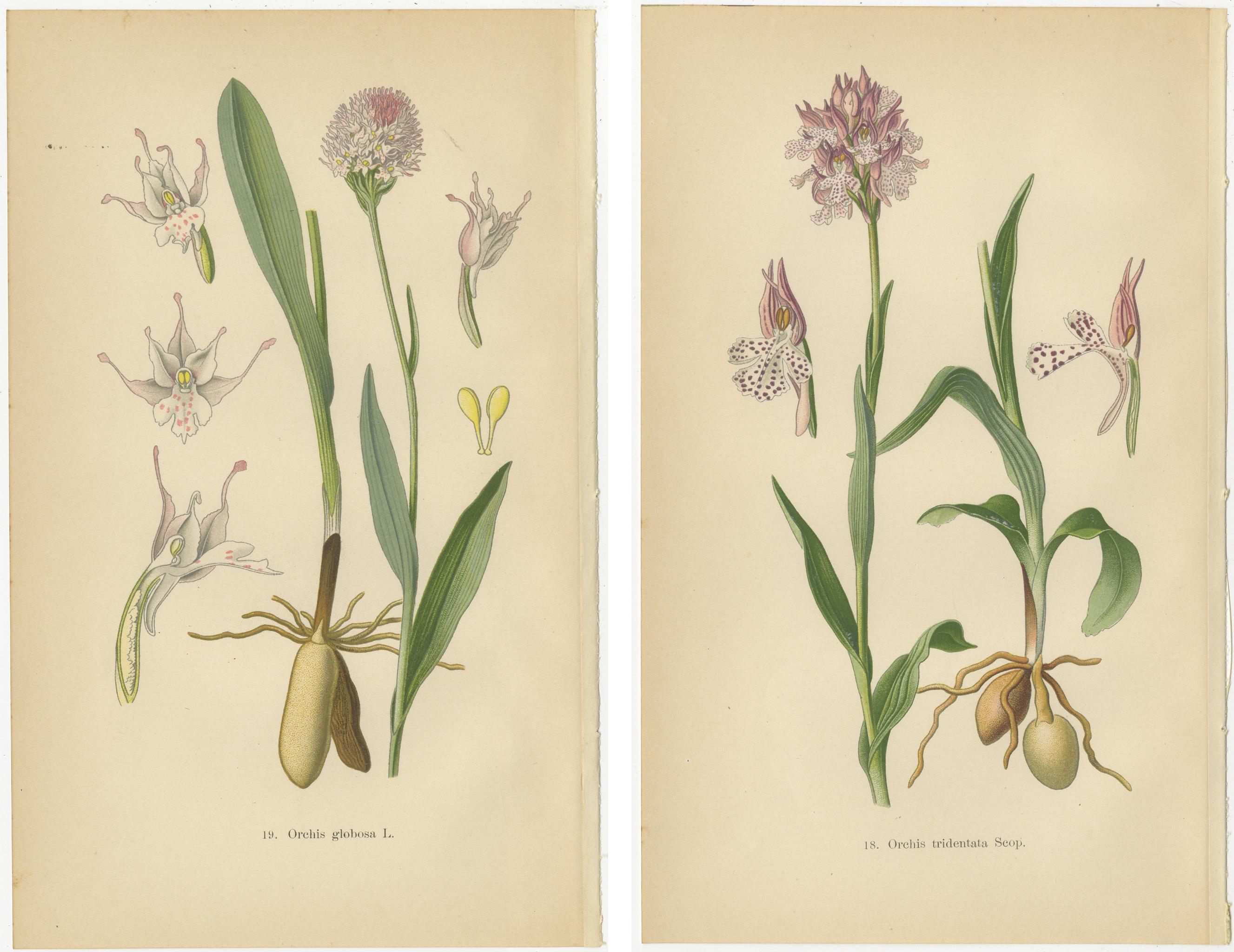 Early 20th Century Historical Flora: Orchids of 1904 in Art and Science For Sale