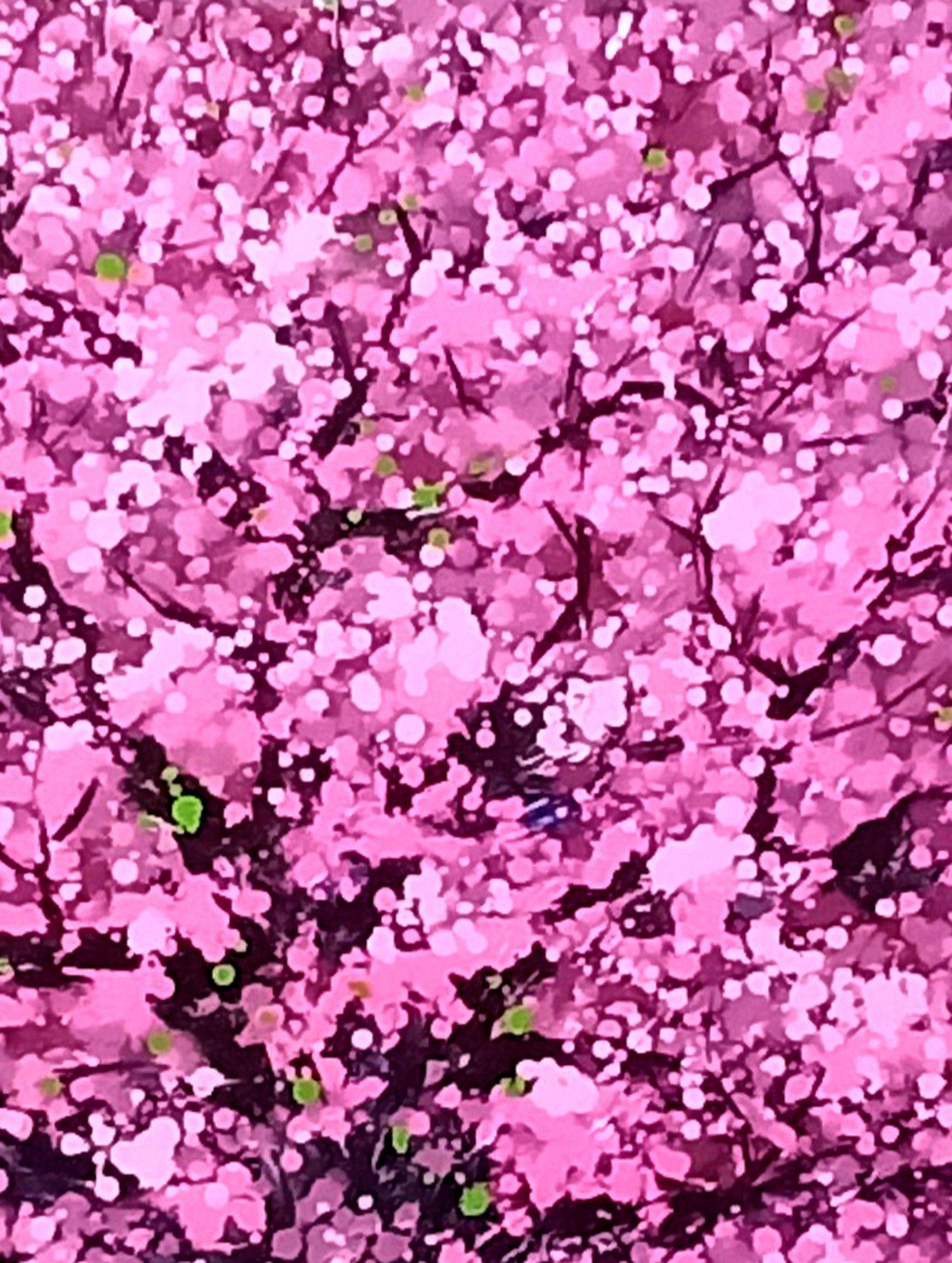 I fiori di ciliegio sono molto amati dal popolo giapponese, tanto che esistono come simbolo e fiore nazionale del Giappone. Per i giapponesi, il Sakura zensen simboleggia la bellezza, la fragilità e l'innocenza. È un fiore che 