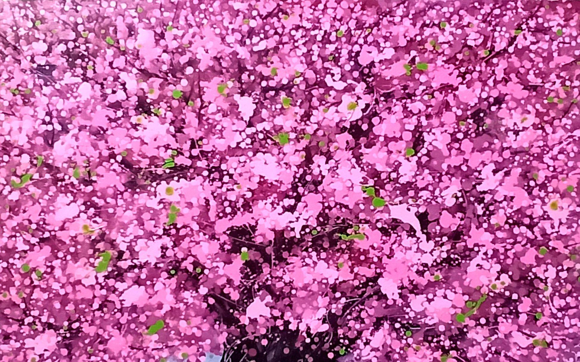 Les fleurs de cerisier sont très appréciées des Japonais, si bien qu'elles sont devenues le symbole et la fleur nationale du Japon. Pour les Japonais, le Sakura zensen symbolise la beauté, la fragilité et l'innocence. C'est une fleur qui 