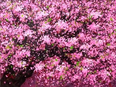 SAKURA- CHERRY BLOSSOM, Painting, Acrylic on Canvas