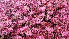 SAKURA - Fiori di ciliegio in fiore, Pittura, Acrilico su Tela