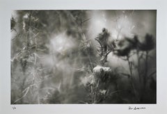 "Glimpses of Their Garden #23", abstract, botanical, black, white, photograph