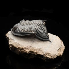 Hollardrops (Mesocristata) Trilobite – Devonian Era Fossil