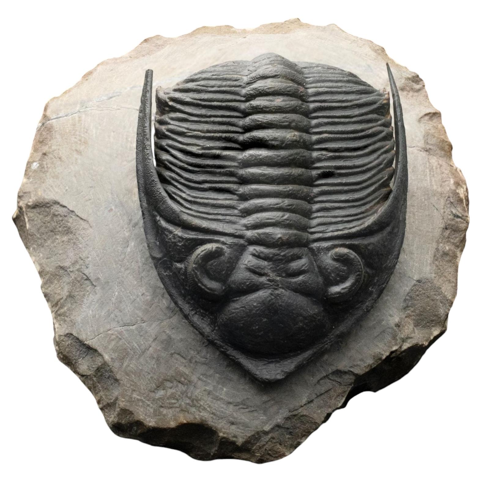 Hollardrops (Mesocristata) Trilobite – Devonian Era Fossil