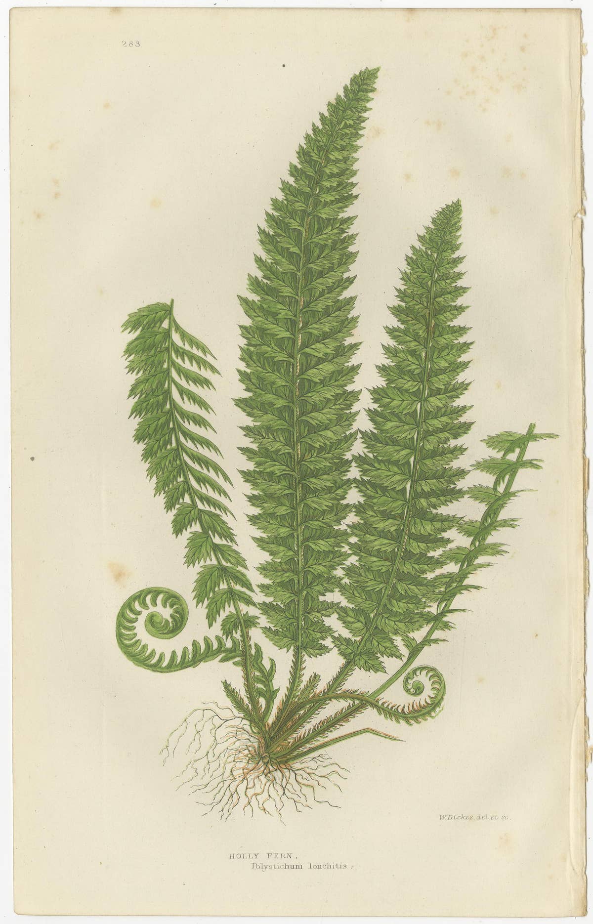 Holly Fern, Common Prickly Fern and Angular-leaved Prickly Fern – Triptych, 1873