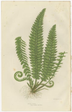 Holly Fern, Common Prickly Fern and Angular-leaved Prickly Fern – Triptych, 1873