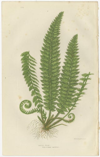Holly Fern, Common Prickly Fern and Angular-leaved Prickly Fern, Triptych, 1873, view 2