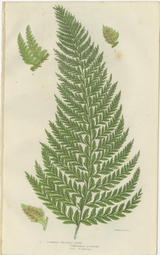 Holly Fern, Common Prickly Fern and Angular-leaved Prickly Fern, Triptych, 1873, view 3