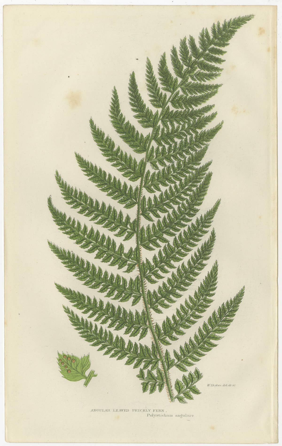 Holly Fern, Common Prickly Fern and Angular-leaved Prickly Fern – Triptych, 1873