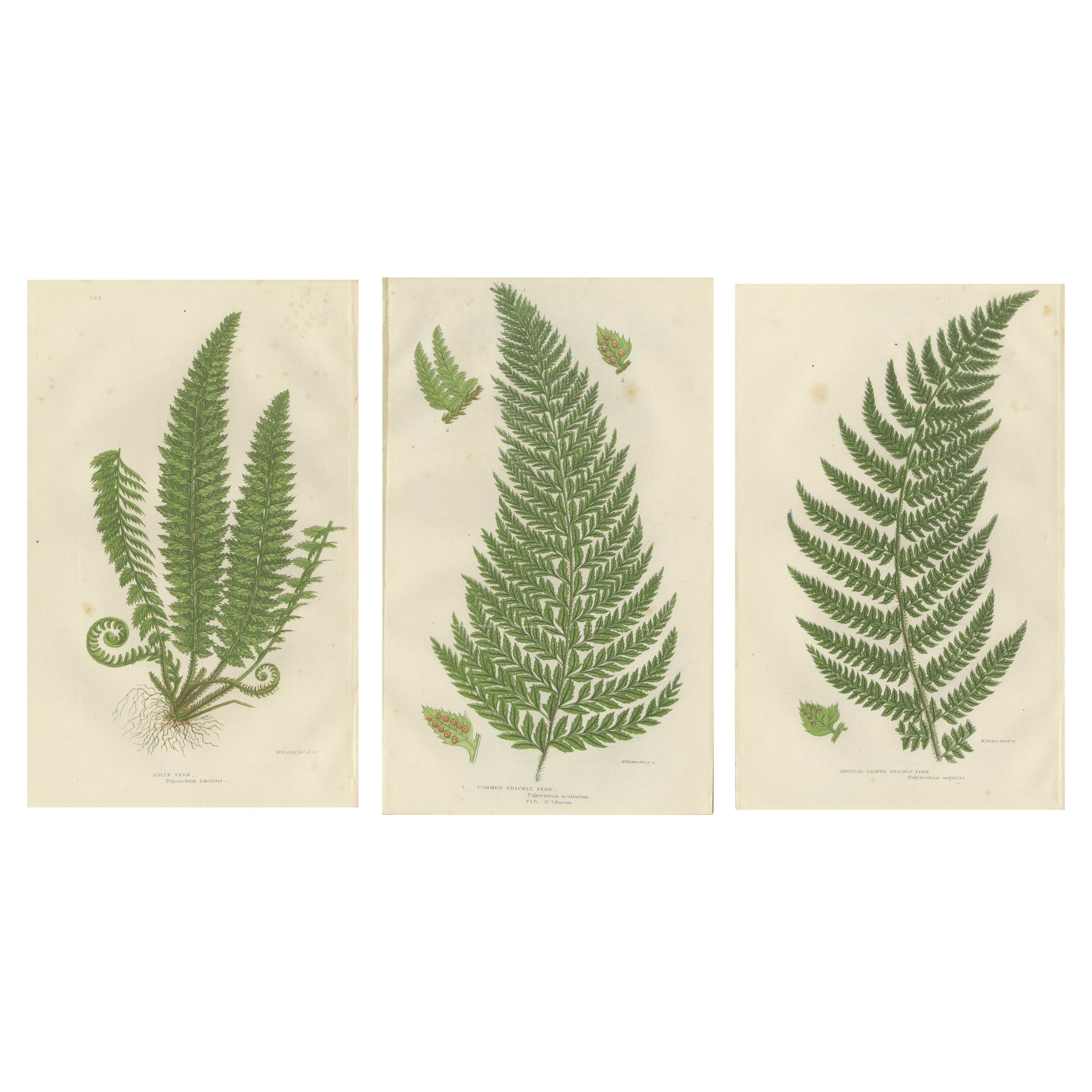 Holly Fern, Common Prickly Fern and Angular-leaved Prickly Fern – Triptych, 1873