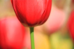 Unter der Blüte: Foto