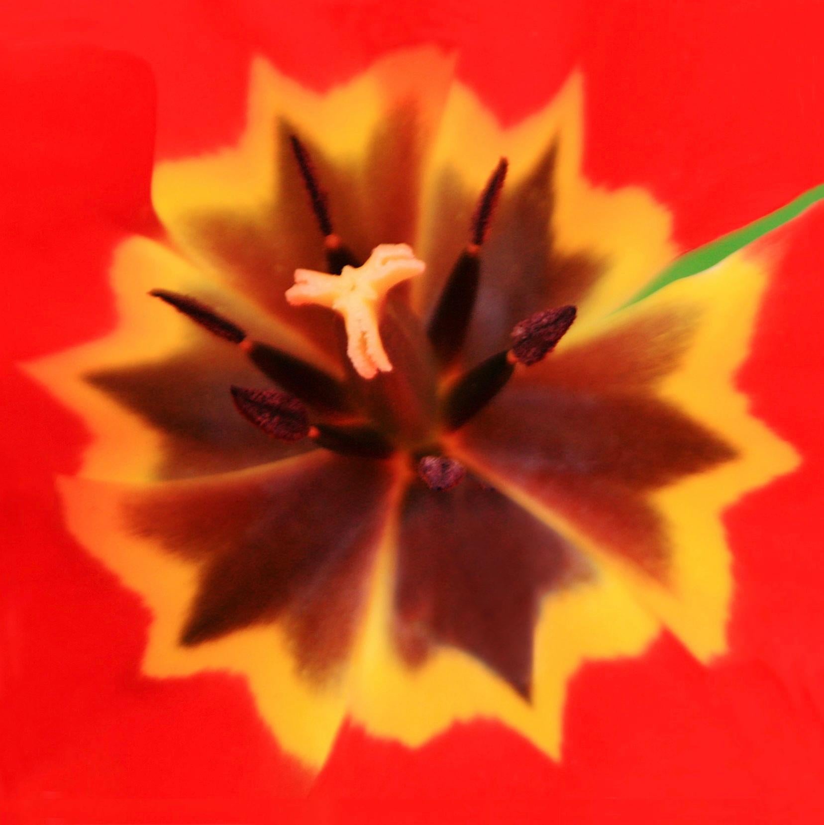 Holly Gordon Color Photograph - Giverny Explosion : Photograph