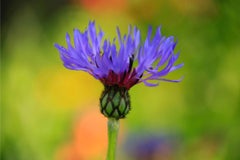 Giverny Paintbrush : Photograph