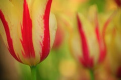 Giverny Tulips : Photograph