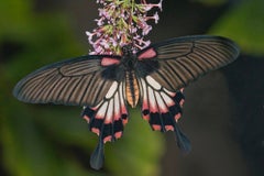 Great Yellow Mormon : Photograph