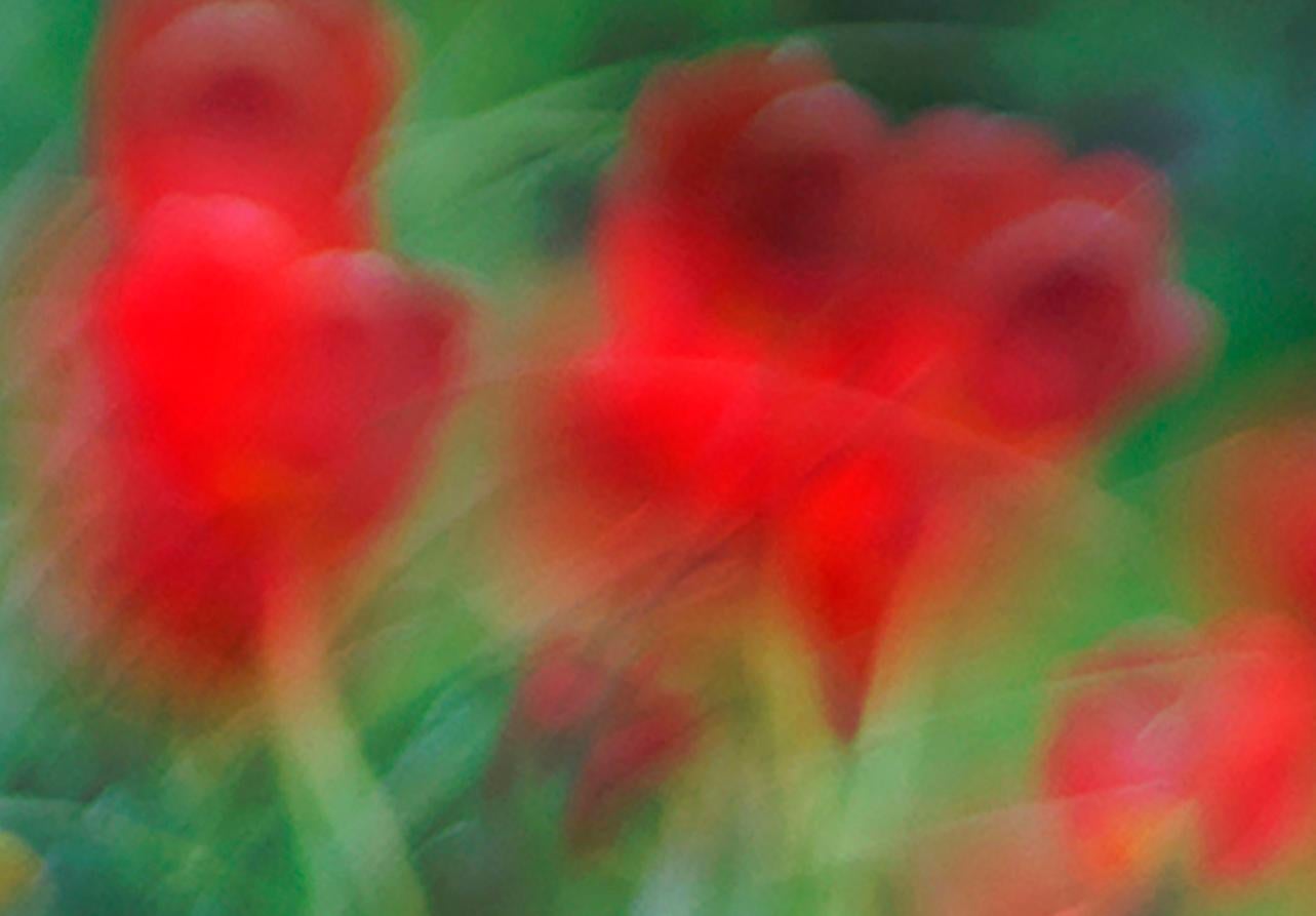 In Monet's Garden : Archival pigment print - Contemporary Photograph by Holly Gordon