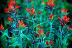 Indian Paintbrush #2 : Archival pigment print