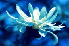 Magnolia : Photograph