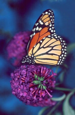 Moment of a Monarch : Photograph