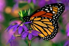 Moment of the Monarch : Photograph
