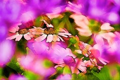 Pink-A-Boo : Photograph