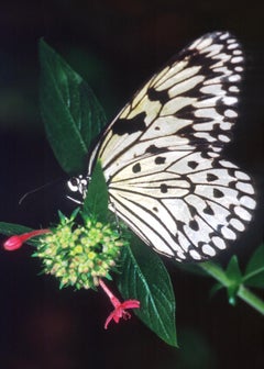 Rice Paper : Photograph