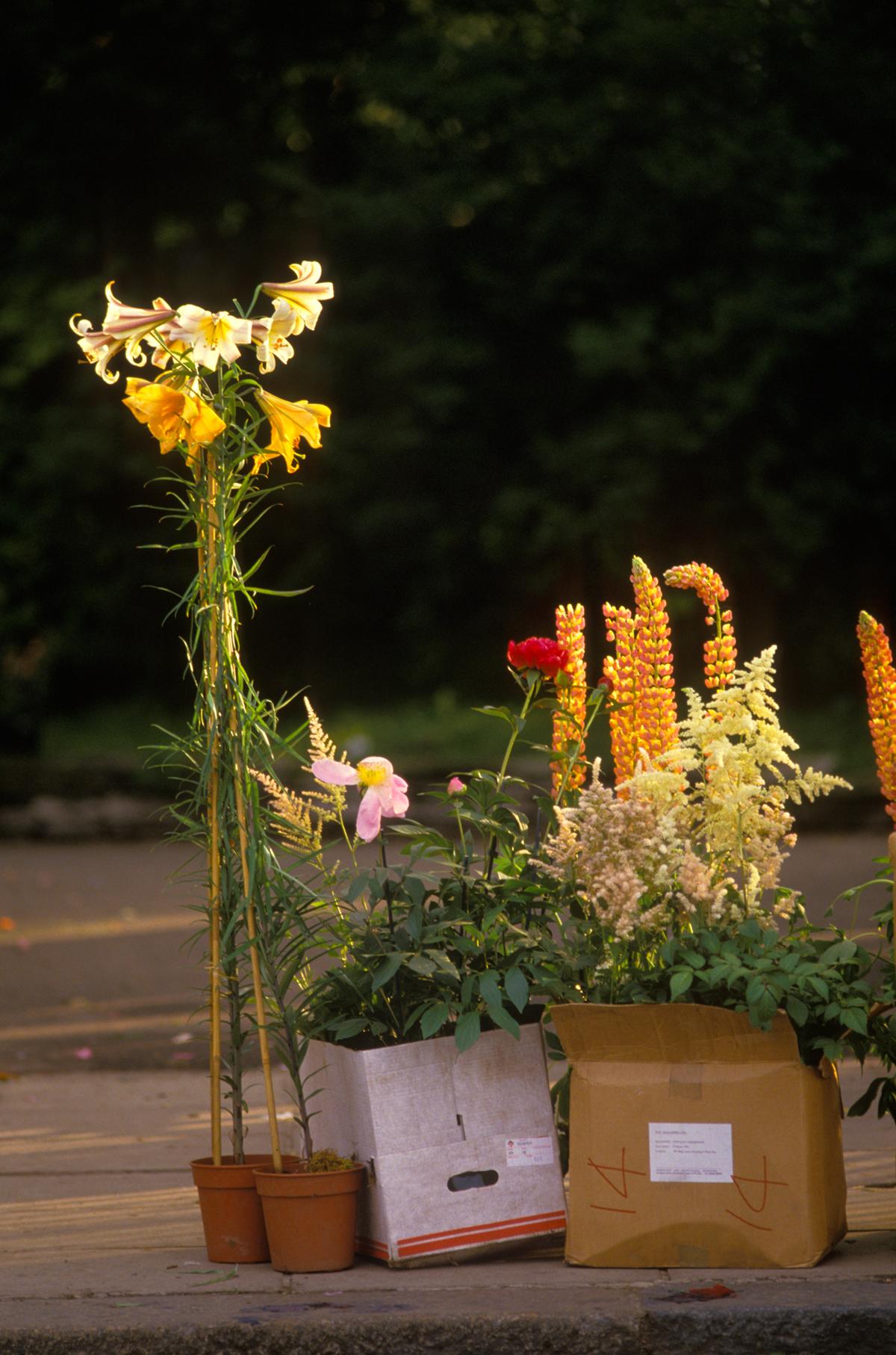 Homer Sykes  Still-Life Photograph – Last Day Chelsea Flower Show England  bergroer signierter Druck in limitierter Auflage