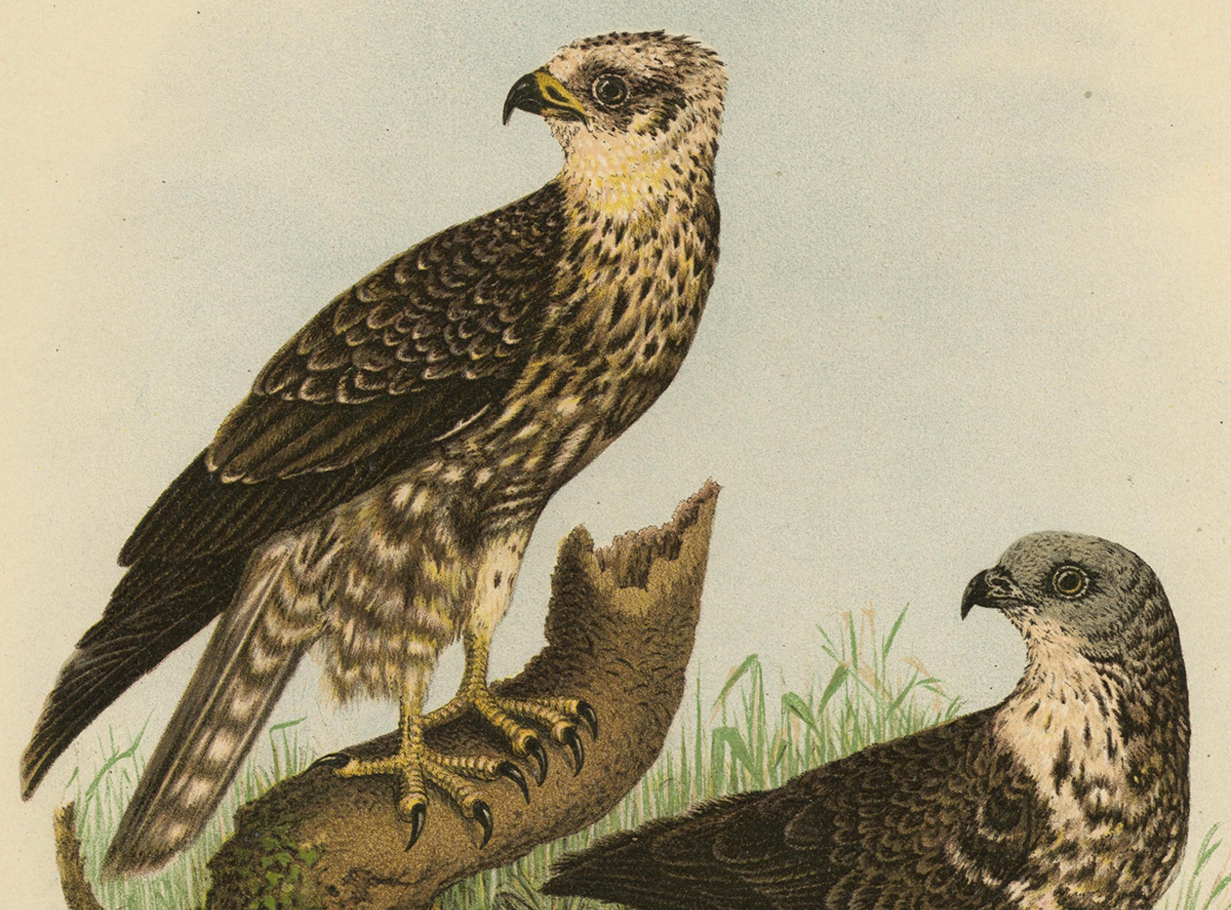 Allemand Bondrée apivore - Gravure ancienne d'oiseau de proie, illustration d'histoire naturelle, 1894 en vente