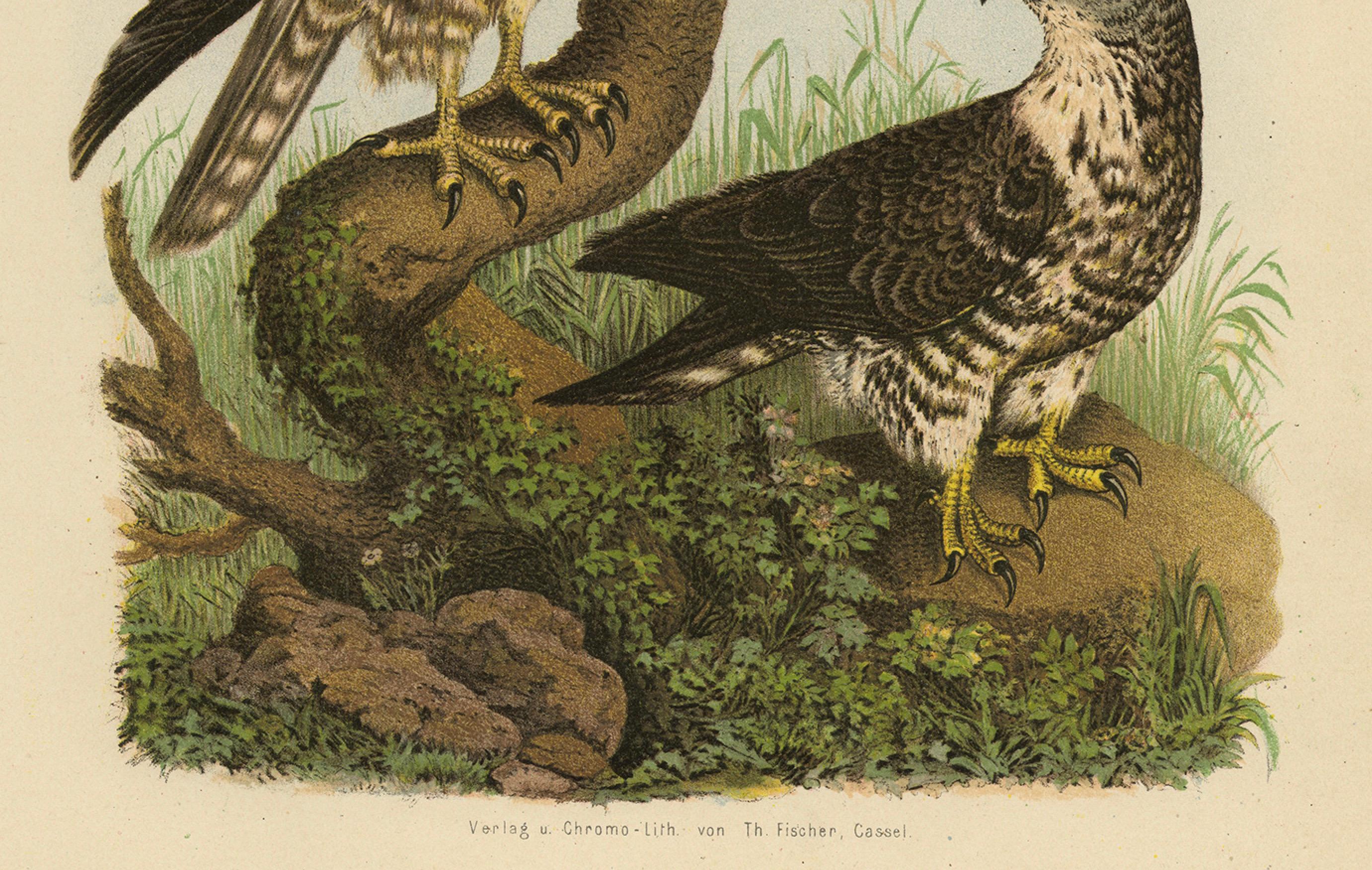 Bondrée apivore - Gravure ancienne d'oiseau de proie, illustration d'histoire naturelle, 1894 Bon état - En vente à Langweer, NL