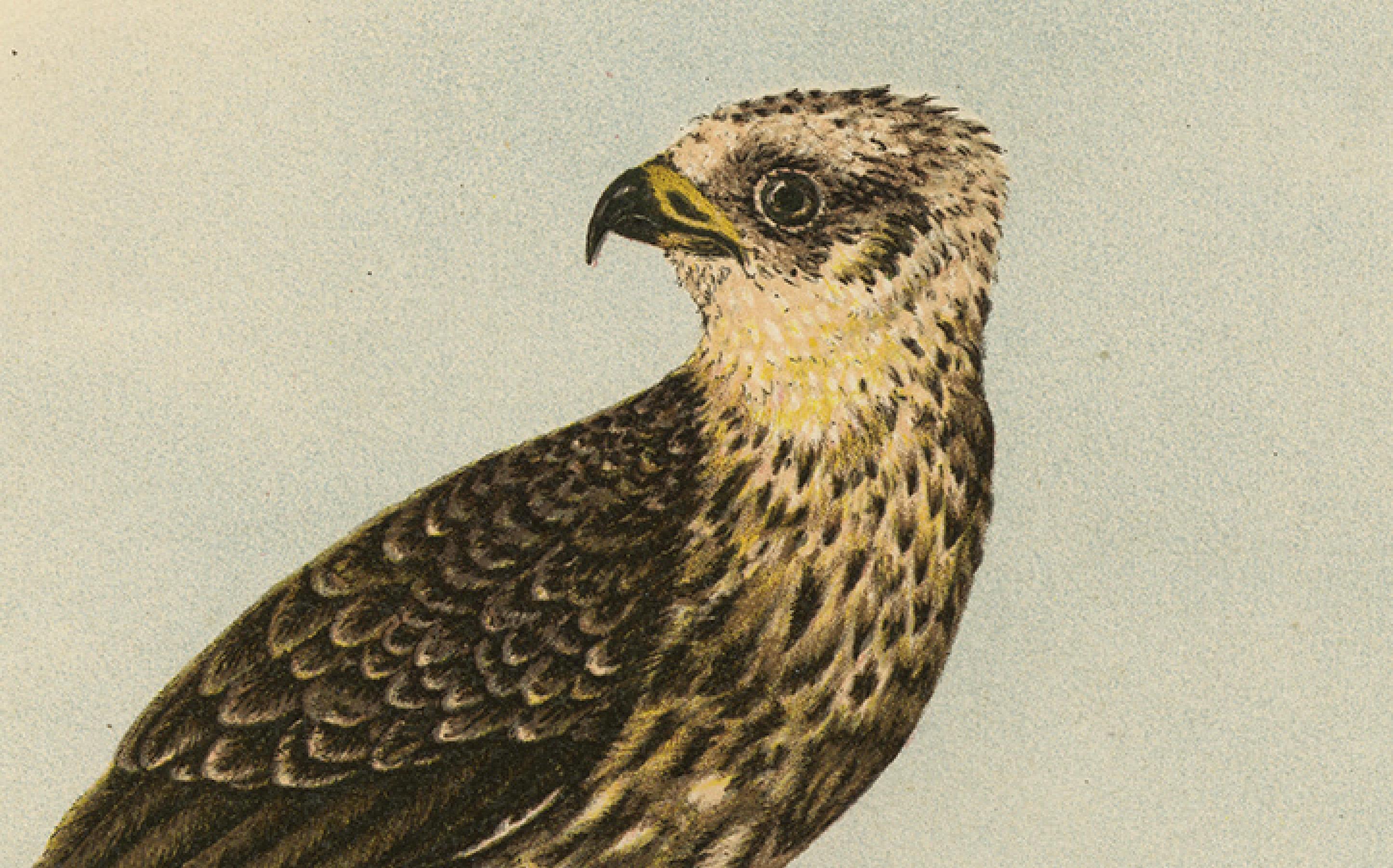 XIXe siècle Bondrée apivore - Gravure ancienne d'oiseau de proie, illustration d'histoire naturelle, 1894 en vente