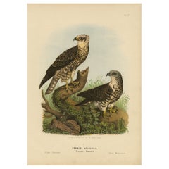 Honey Buzzards – Antique Bird of Prey Print, Natural History Illustration, 1894