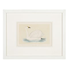 Los cisnes de Hooper y Berwick por Benjamin Fawcett, 1851